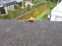 でんでんむし